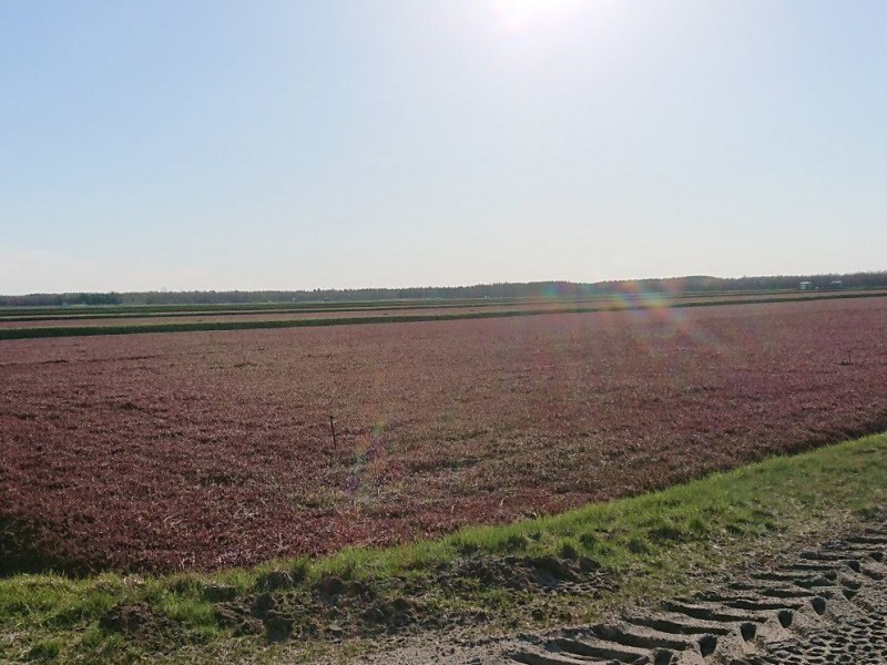 Bilan hydrique cannebergière